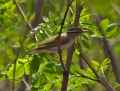 Светлоголовая пеночка фото (Phylloscopus coronatus) - изображение №2338 onbird.ru.<br>Источник: ibc.lynxeds.com